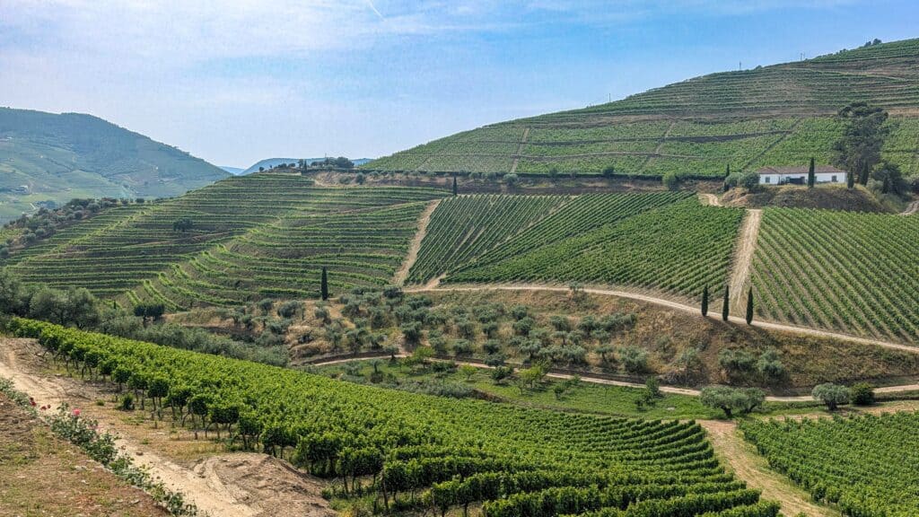 Terraced vineyards rolling across the hills of the Douro Valley wine region on a day trip from Porto, Portugal