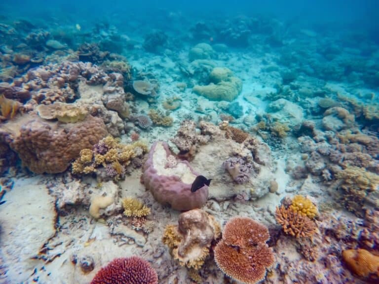 Coral formations and a small fish on the Great Barrier Reef underwater near Cairns, Queensland, Australia, with blue water visible above