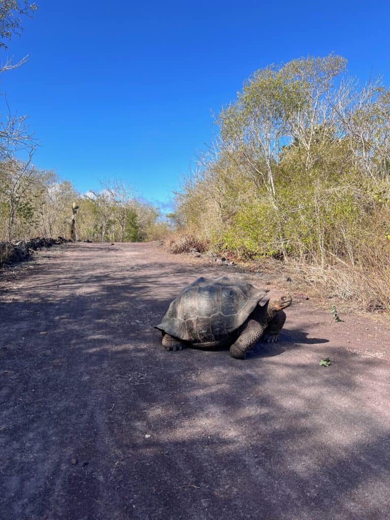 A giant Galápagos tortoise walking along a volcanic lava path surrounded by sparse vegetation under a bright blue sky, Santa Cruz Island, Galápagos, Ecuador