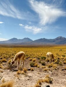 Vicuñas grazing on the Atacama altiplano with snow-capped volcanoes and a dramatic wispy sky above, Chile