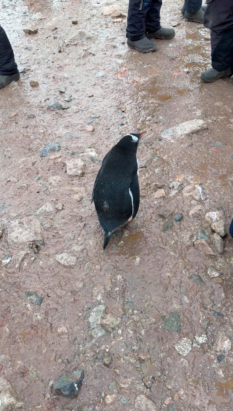 Gentoo penguin walking near visitors' feet on an Antarctic shore, unbothered by people