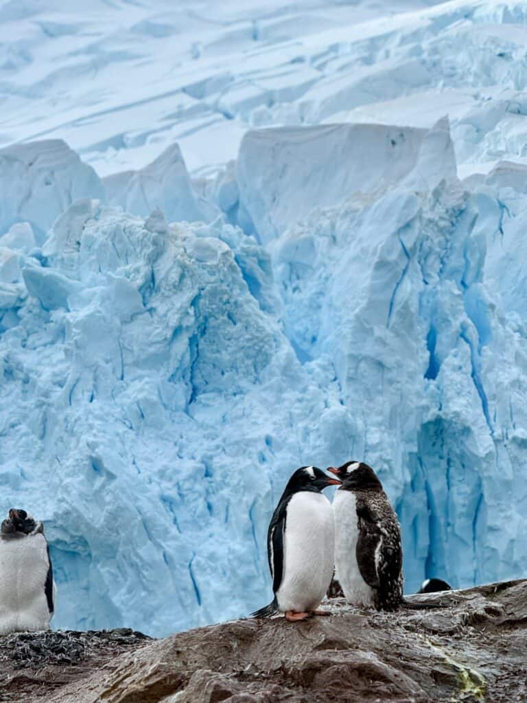 Two Gentoo penguins facing each other against a blue glacier wall in Antarctica