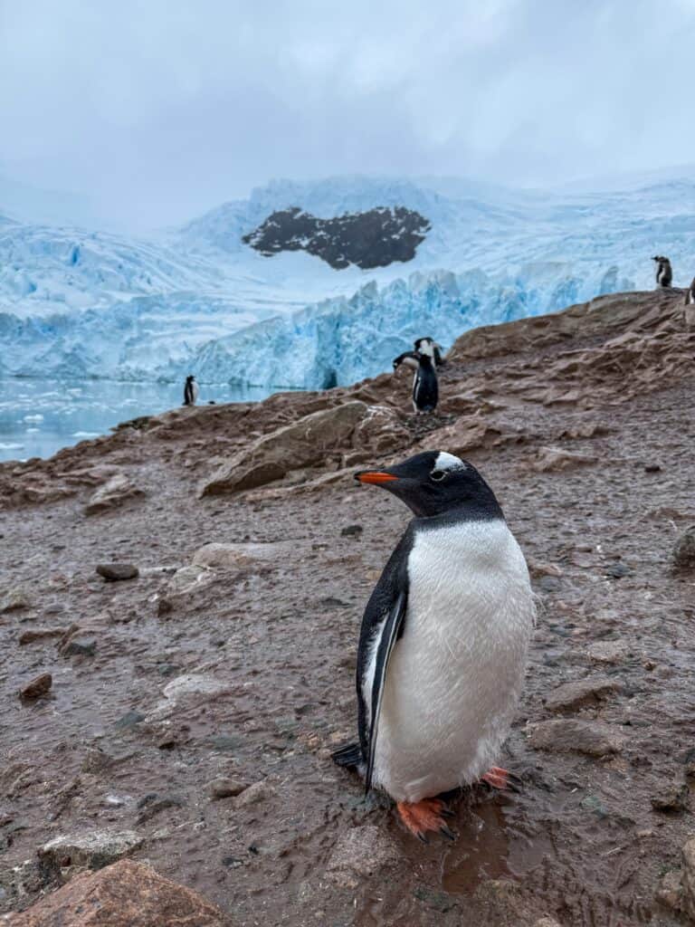 Gentoo penguin portrait on rocky shore with glacier backdrop, Antarctica wildlife